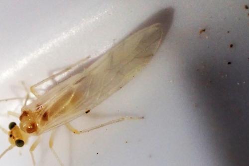 Valenzuela flavidus